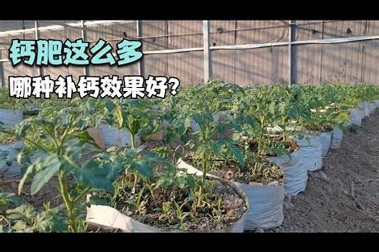 果树缺钙用什么肥料最适合(果树需补什么钙肥最好)