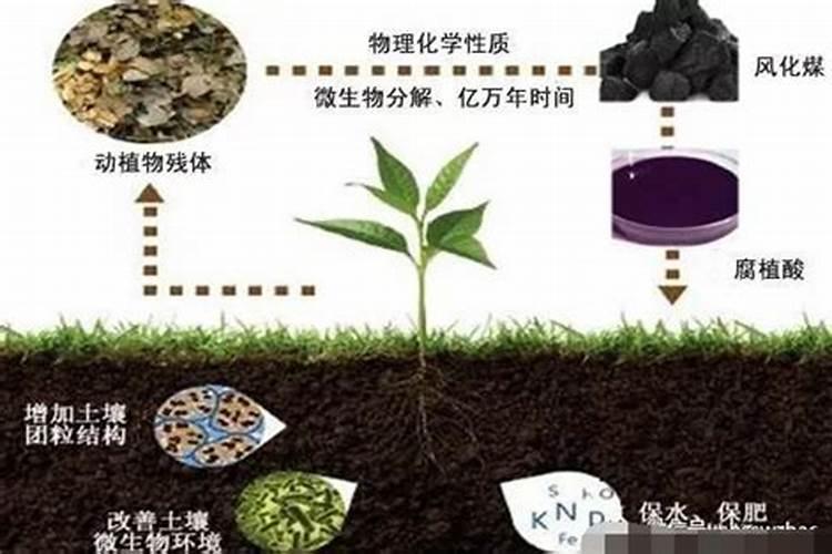 葡萄树施什么肥好