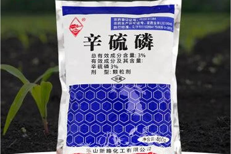辛硫磷颗粒直接撒地里吗