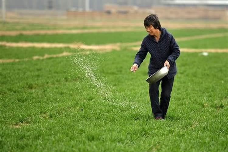 小麦播种晚返青肥上什么肥料？