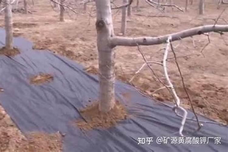 苹果树开春如何施肥好？需要注意什么？