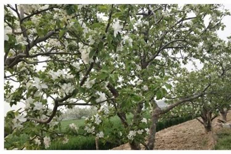 北方的苹果树如何施肥？