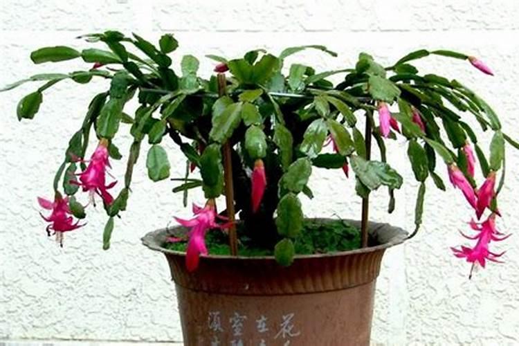 牡丹芍药施肥用磷酸二氢钾浇灌行吗？