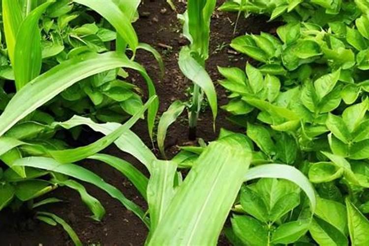 夏大豆苗期怎么管理 大豆养殖方法总结