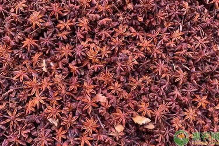 八角树施什么肥料才不、落花,结果又多呢,谢射。