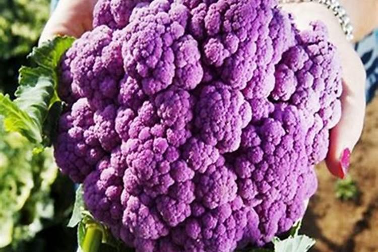 土豆施肥的方法 如何给土豆施肥
