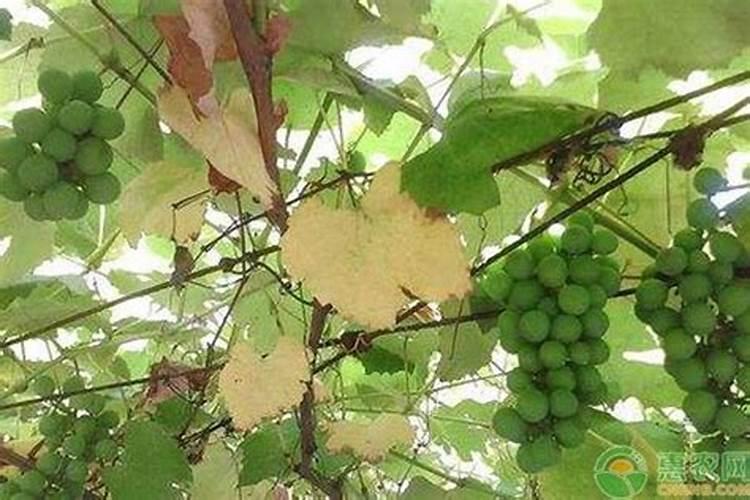 桔子树什么时候施肥最好