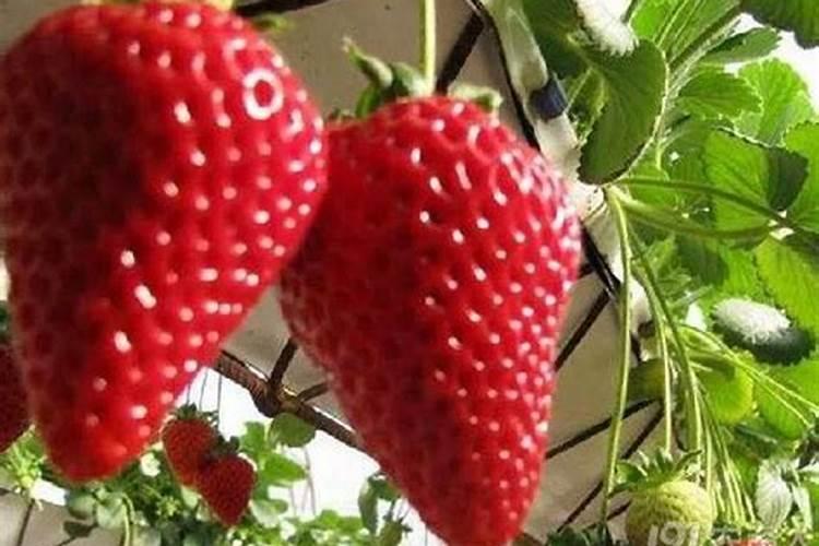 怎么让草莓的果实膨大？想要草莓高产应该怎么做？