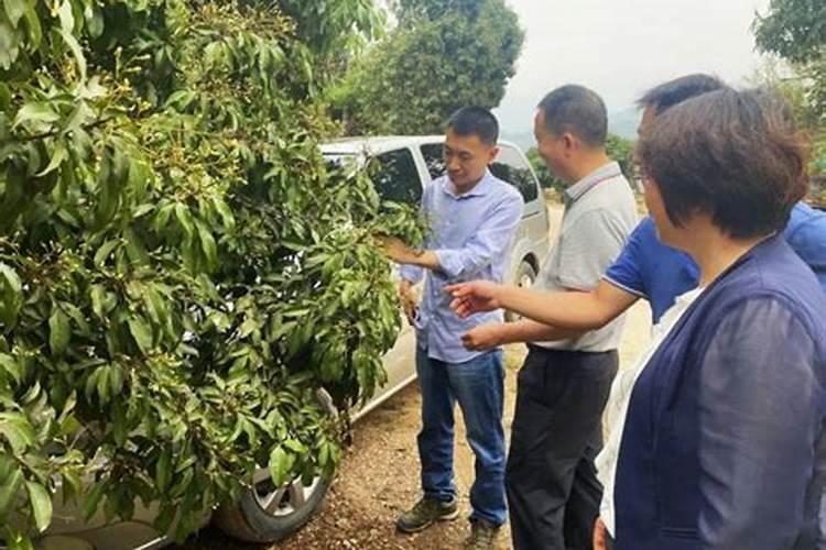 莲藕忌什么复合肥 怎么施肥产量高