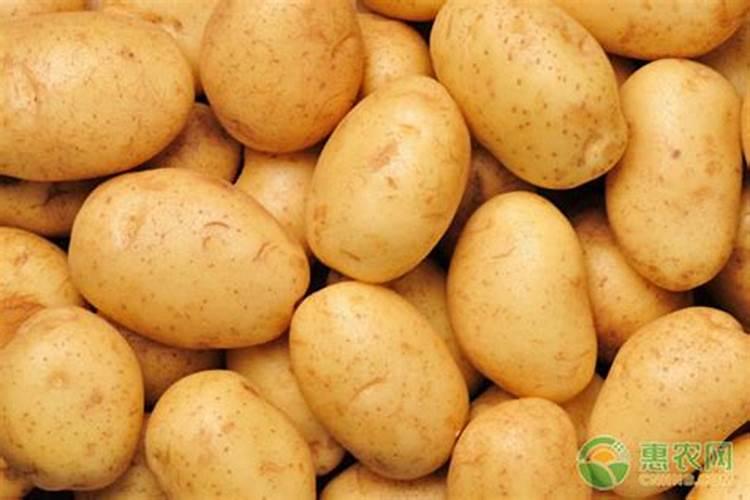 种玉米底肥用什么肥料好
