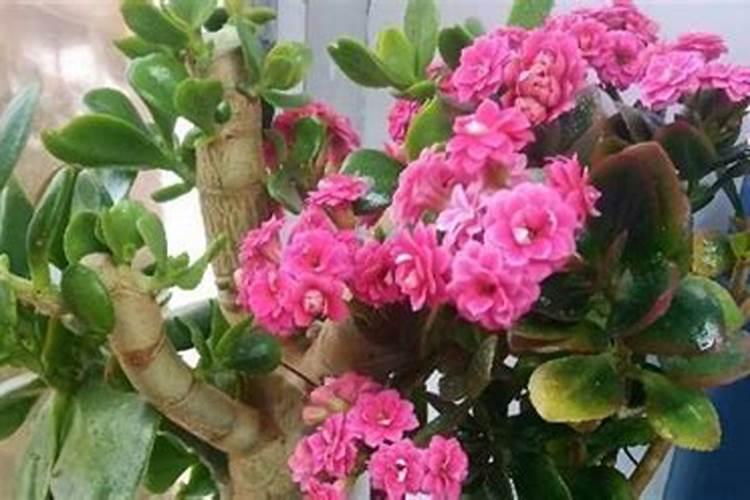 长寿花施什么肥好