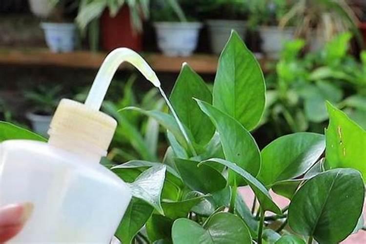 花生壳怎么发酵做营养土,花生壳如何做肥料