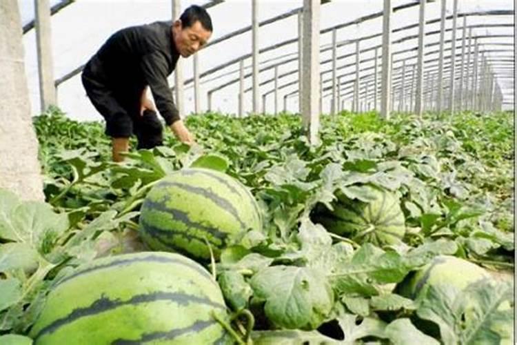 水果西瓜施肥方法和时间水果西瓜如何施肥