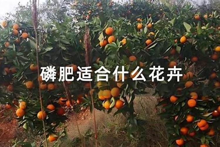 棉花的磷肥有哪些作用？