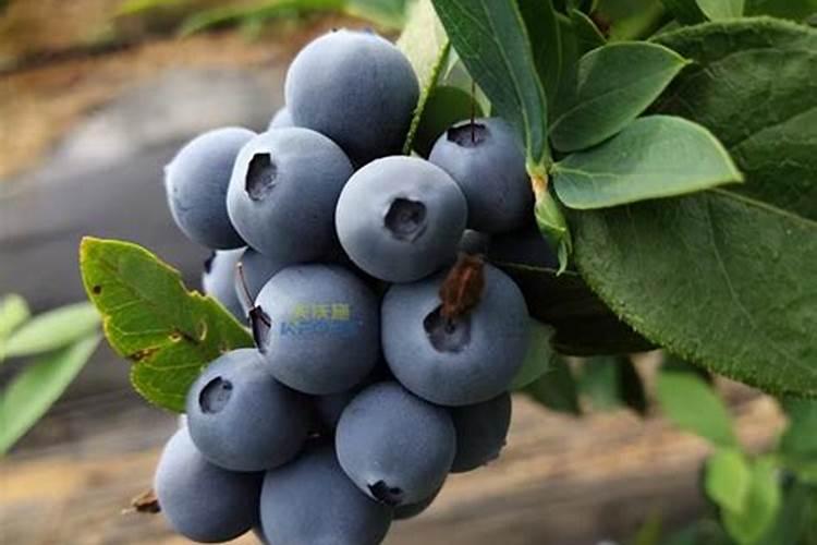 桂花施什么肥料最好