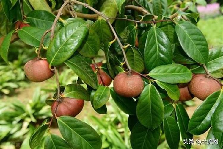 桂花施什么肥料最好