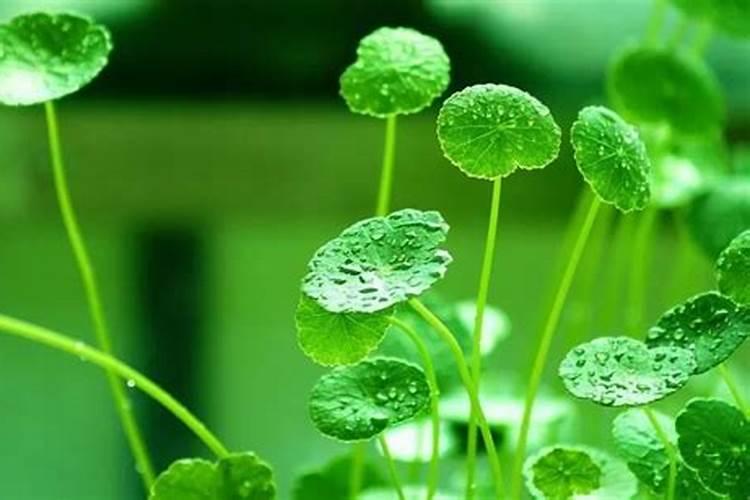 青苔可以施肥和打农药吗