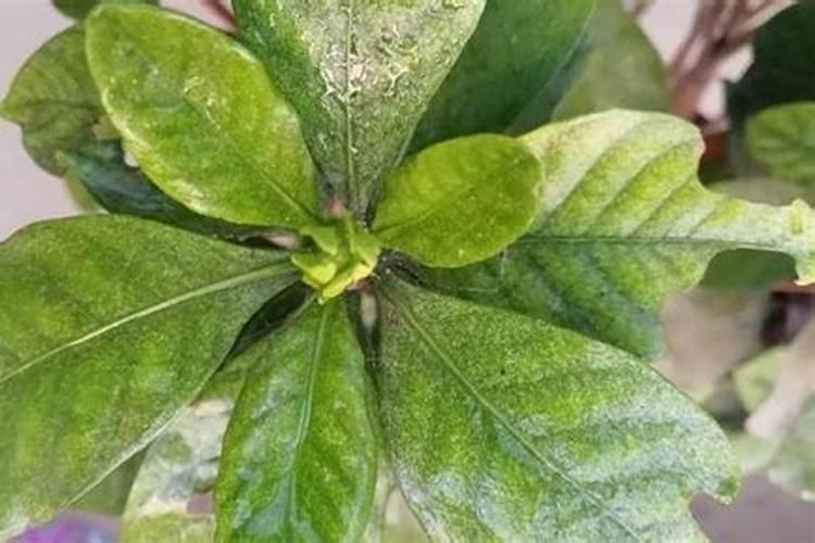 鱼蛋白肥料的功效与作用