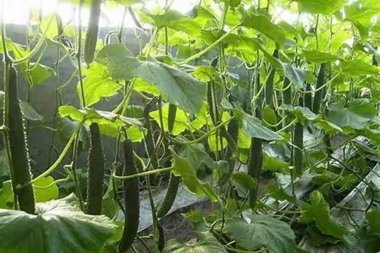 鱼蛋白叶面肥对植物的作用
