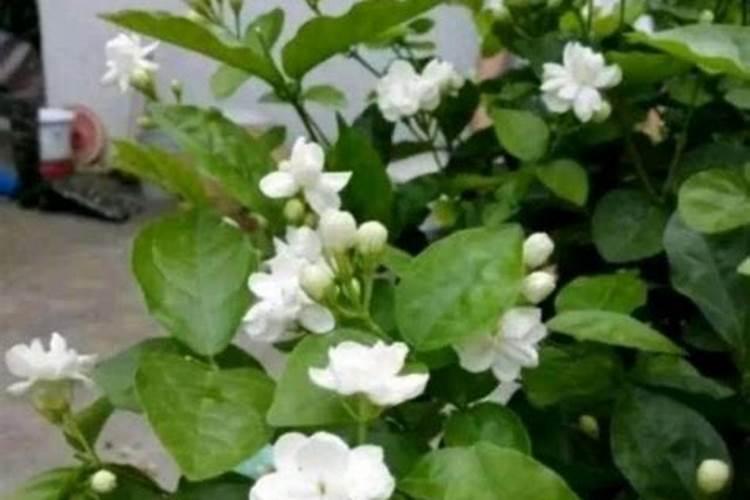 土里有愀引会伤害植物吗？