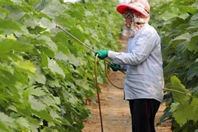 绿萝用什么肥料最好