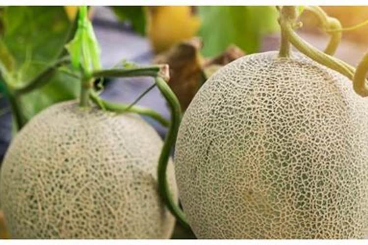 阳台如何种植香瓜 阳台种植香瓜的方法