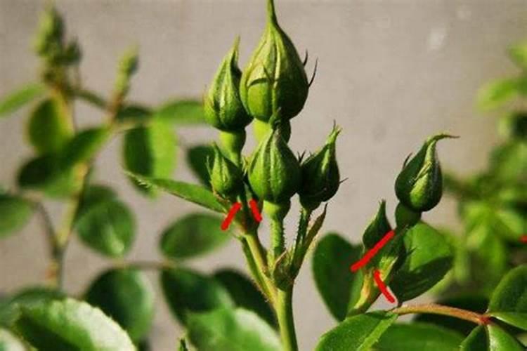 月季开花施什么肥料