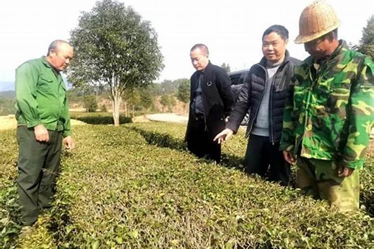 黄腐酸和腐植酸的区别