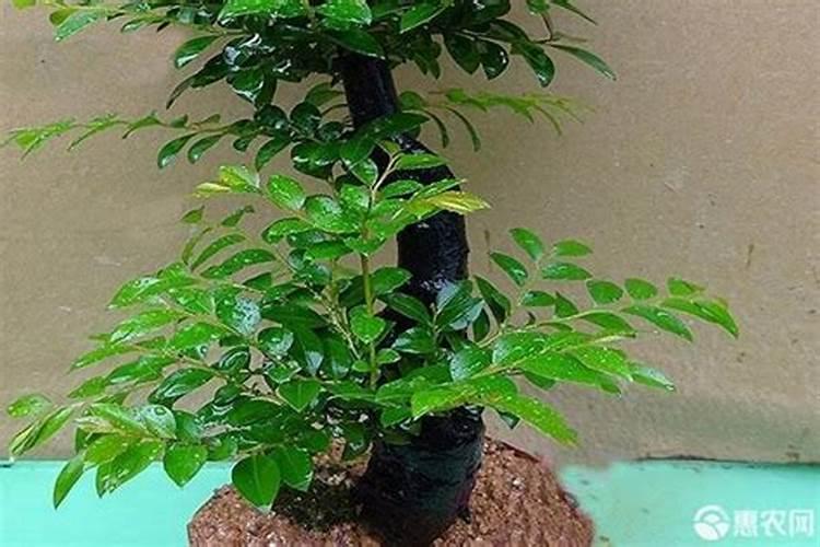 玉米当肥料效果如何？