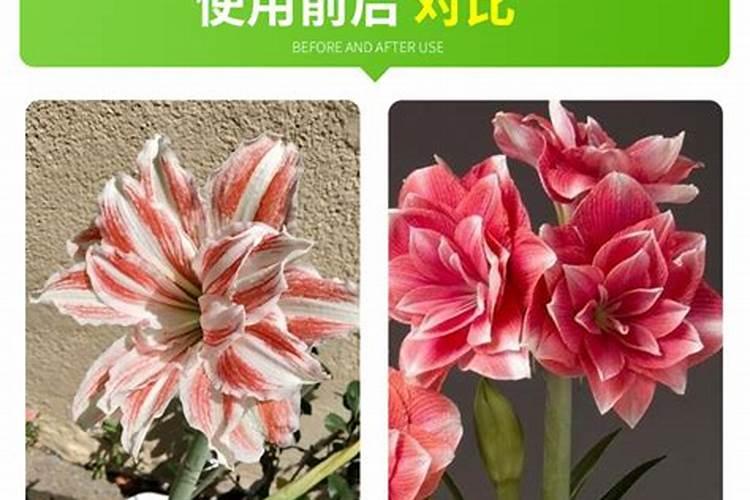 朱顶红用什么肥料较好