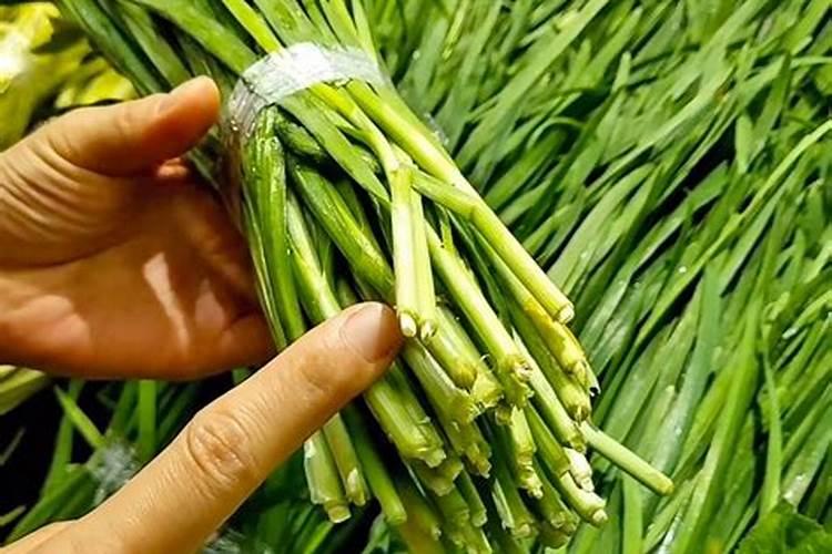 韭菜的管理方法与施肥