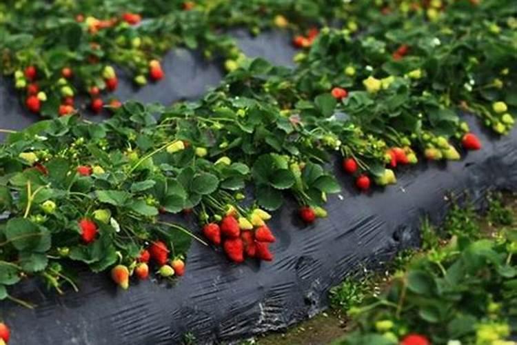 自家种植草莓应该用什么肥料,什么时候施肥好