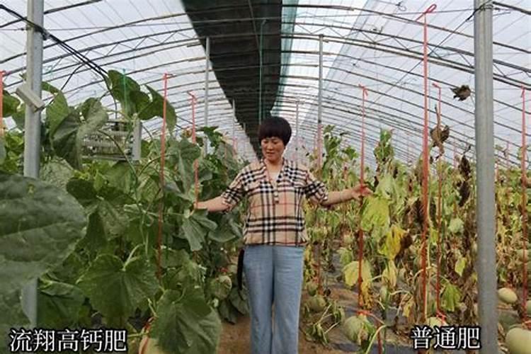 种草莓用什么肥料好 盆栽草莓施肥用什么肥料好