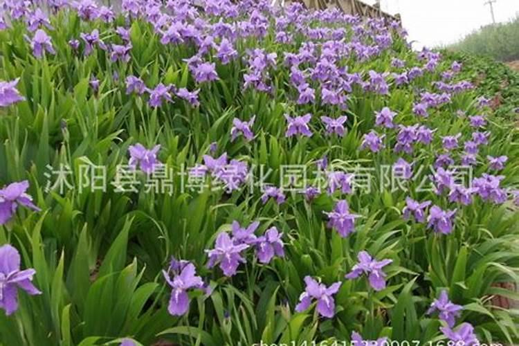 杜鹃花什么时候施肥,夏天能施肥吗？
