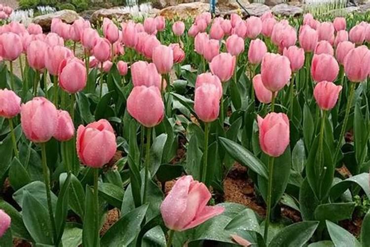 玉簪怎么施肥,这样做花又大一圈!