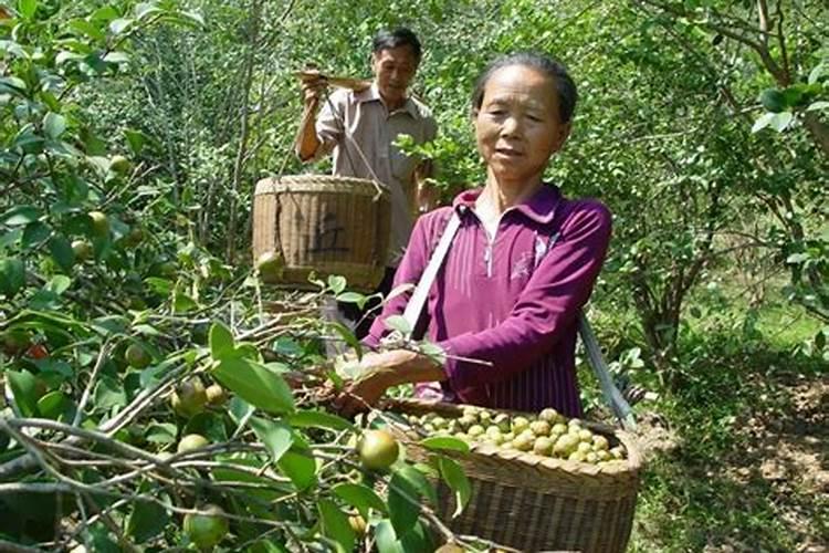 油茶亩产量一般能达到多少 附种植方法