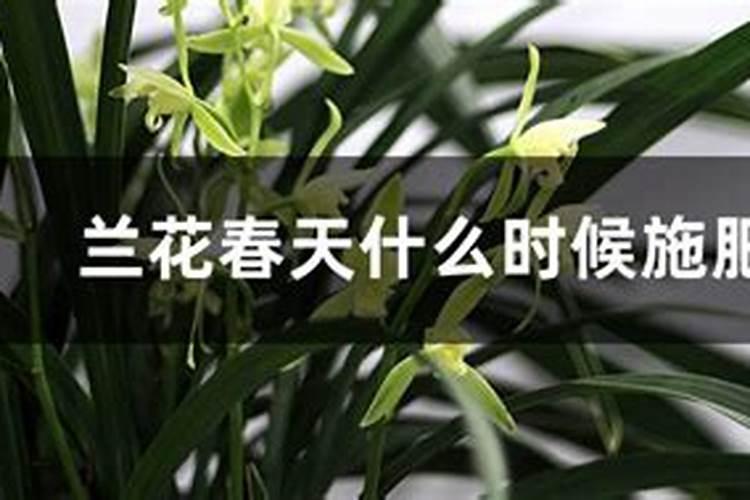 兰草用什么肥最好