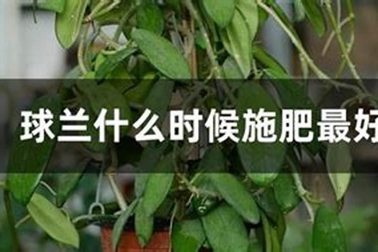 兰草花施什么肥料
