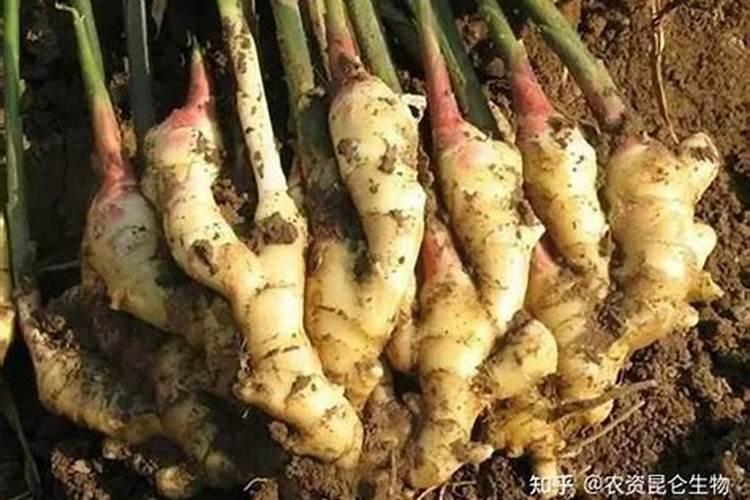 芸苔素内酯可以滴灌冲施吗一亩地冲是多少？