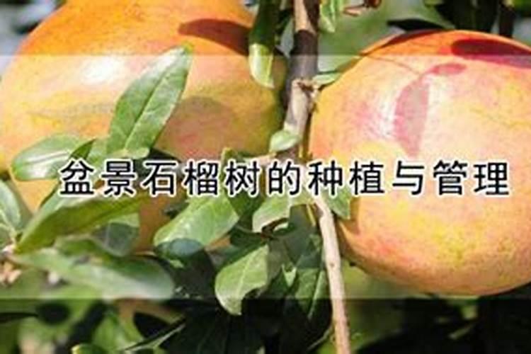 什么肥适合各种花 养花都需要什么肥料