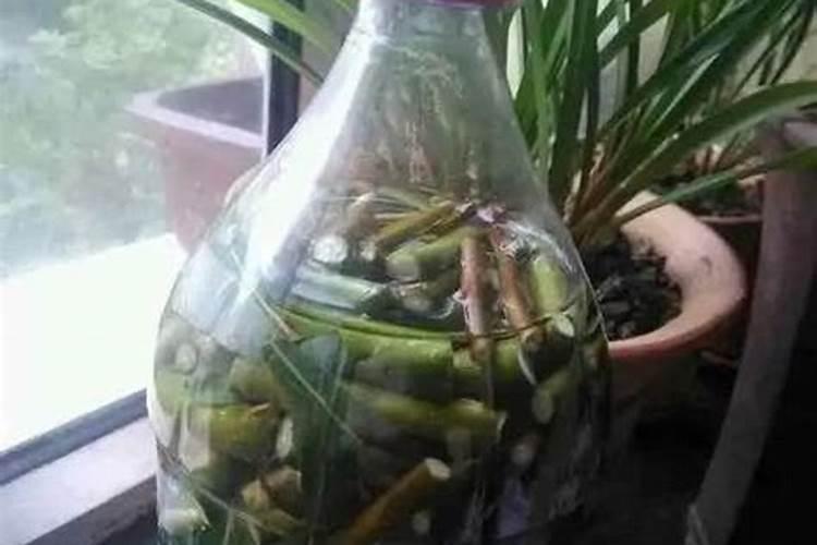 枯树叶怎样发酵成肥料