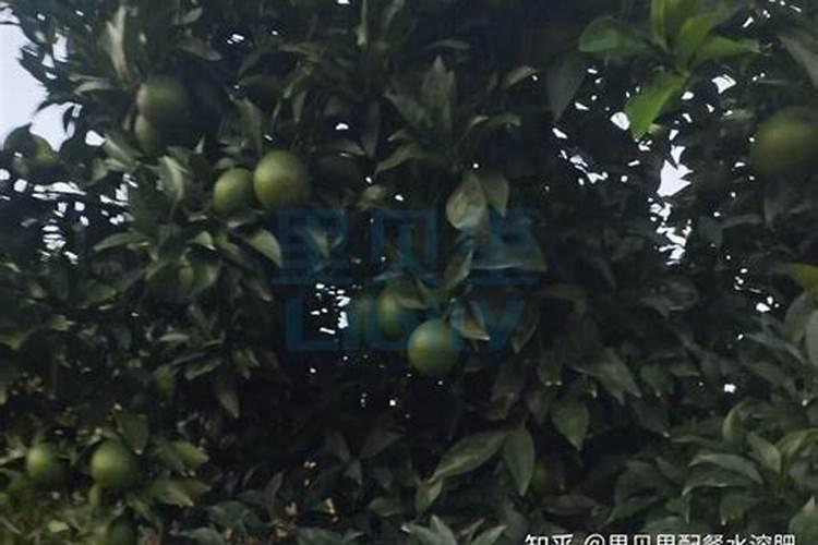 两年脐橙树怎样施肥？和管理 。请求大师