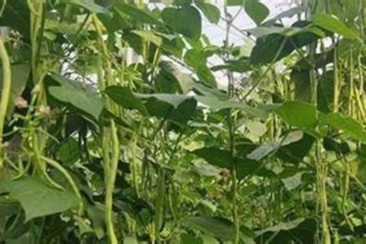 芸豆未开花之前打什么叶面肥好呢？