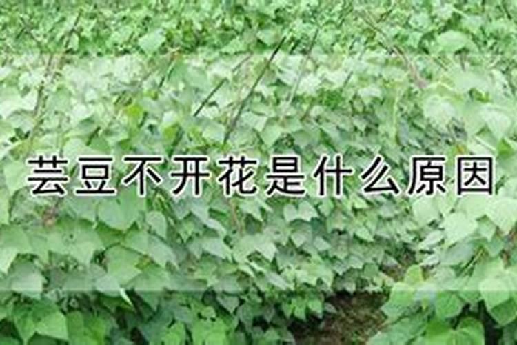 芸豆喜欢什么叶面肥