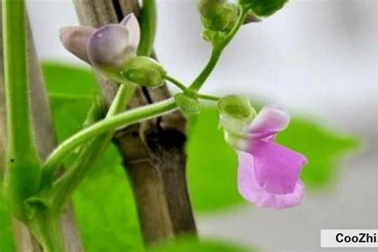 芸豆施什么肥长得最好