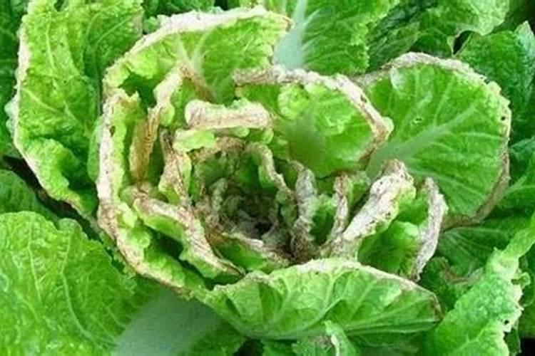 大白菜干叶子怎么治疗