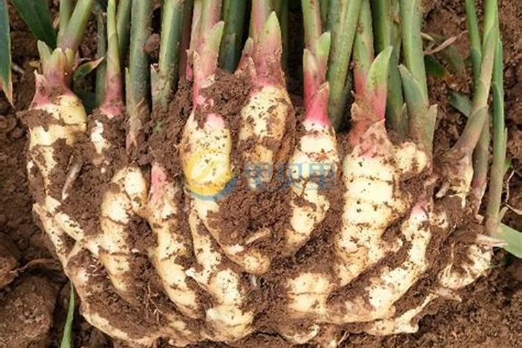 生姜种植用什么肥料最好