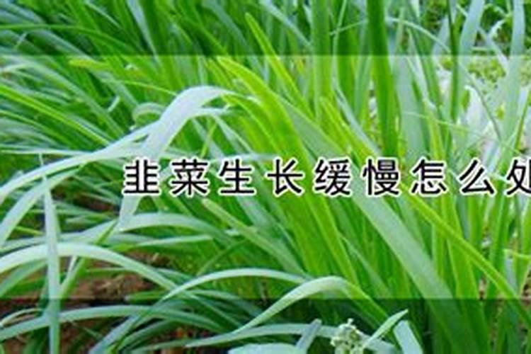 种植韭菜的最佳施肥时间 施什么肥更高产