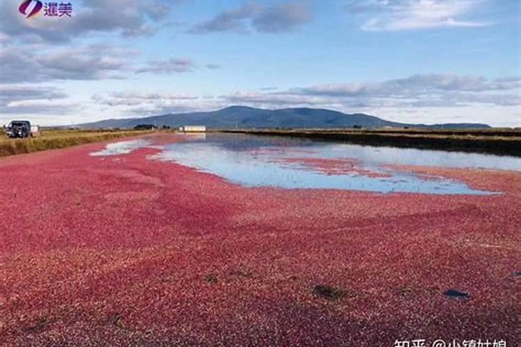 中国蔓越莓产地在哪里