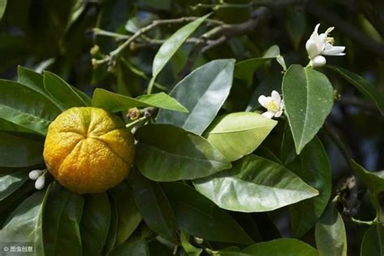 柑橘保花保果用什么药